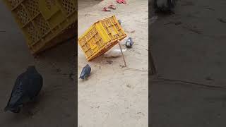 Download lagu kabutar ko kaise pakda||kabutar ko kaise pakde mp3