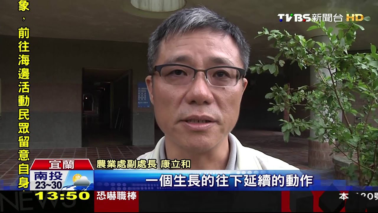 颱風打亂櫻花休眠期 宜蘭三星一片粉紅