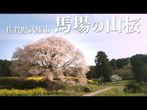 佐賀県武雄市　［馬場の山桜］通常バージョン