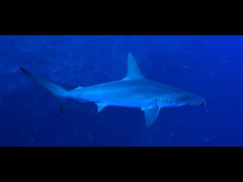 Brothers - Daedalus - Elphinstone Le triangle d'Or