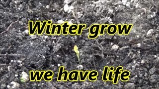 Free plumb root stock and winter planting update  30 11 18