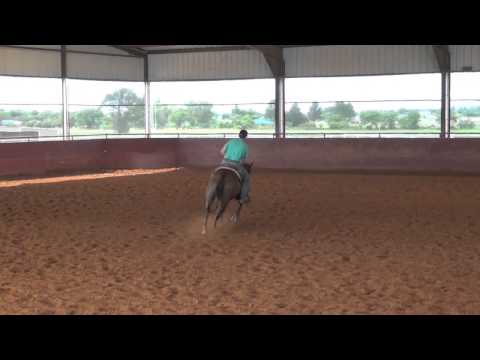 Sayos Last To Spook -**Sold to Texas