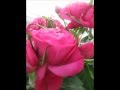 Om Asatoma-Gayatri Mantra(Deva Premal)-Rose ...
