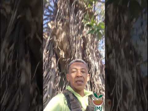 primeiro dia dos trabalhos em Dianopolis Tocantins  poda do ficos elástico