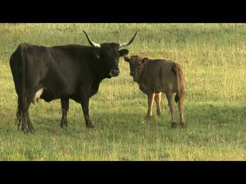 Land of wild horses, European bison and aurochs