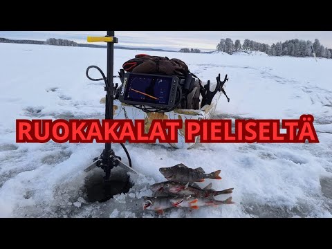 Ahvenpilkillä Pielisellä | Kalat aralla päällä