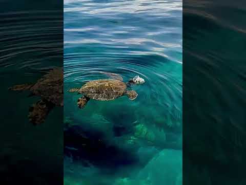 Adorable Baby Sea Turtle Hawaii😍Honu So Relaxing #babyseaturtle #seaturtle #honu #greenseaturtle