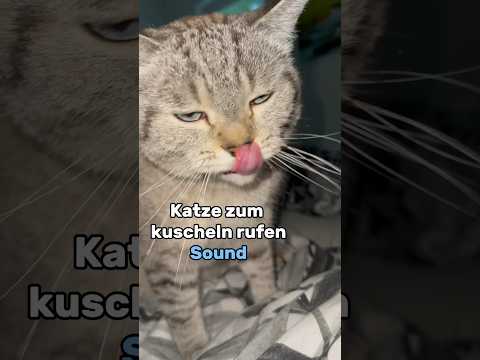 Cat call to cuddle sound! CatInfo #catsofyoutube #cat #cat