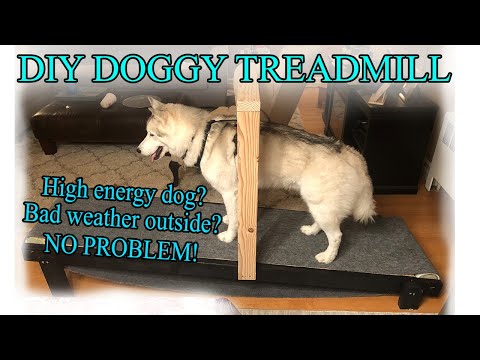 YouTube video about: How to make a dog treadmill?