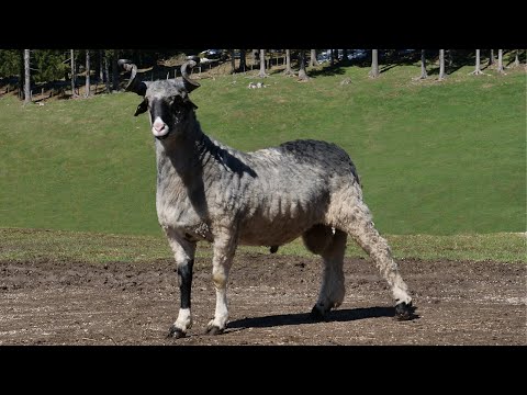 Ovna Brnju prozvali maneken s Vlašića