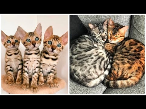 10 Interesting Bengal Cat Facts