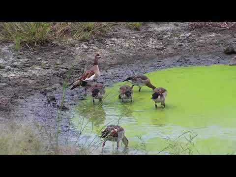 Djuma: Egyptian Goose parents and four teens - 16:28 - 04/28/20