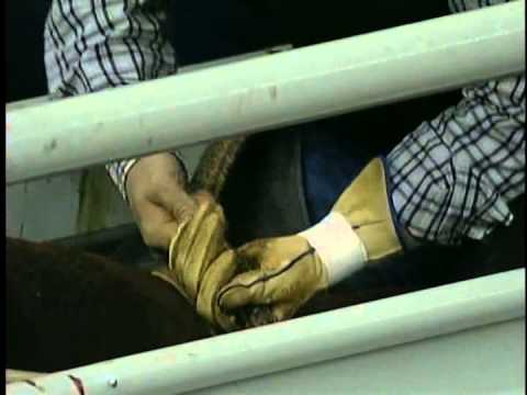 Kelly Armstrong on Quam's Bomb 2002 CFR