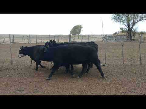 Guaita Andrés 40 vacas vacías