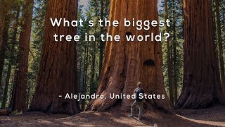 What's the biggest tree in the world? gameplay video by kacihunter, 7:46 duration