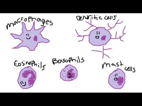 TLR-1 Immunology 419