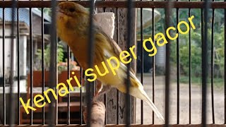 Download lagu Kenari gacor durasi pendek mp3