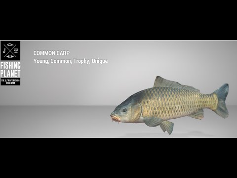 Fishing Planet - San Joaquin Delta - Trophy - Common Carp - Bottom