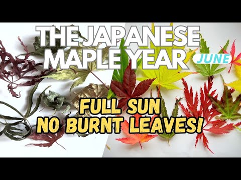 Japanese Maples: Secrets of selection, avoid burnt damaged leaves!