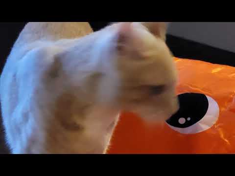 Morse Code – U, Z - lesson 5