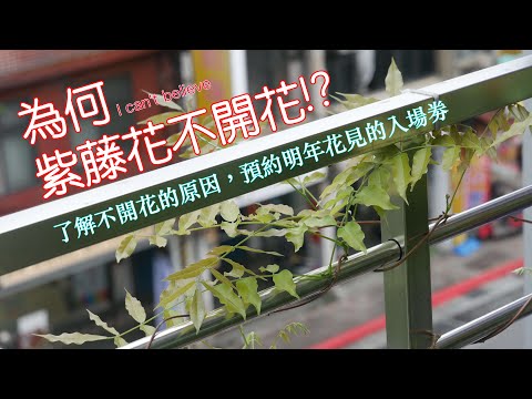 紫藤花避邪