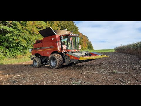 Maisdreschen 2020 (Case III 6088+Zcorn Champion 6 Reiher)