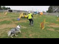 Agillity Lesson Bordercollie CHIP 2020 0528 AG
