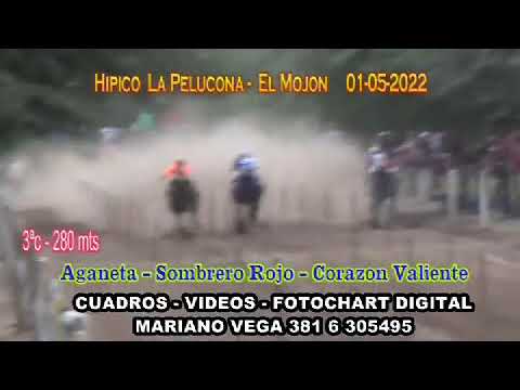 Aganeta el mojon, Stud Don Carlos