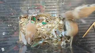 Gerbil Rodents Sale in Woodville, OH