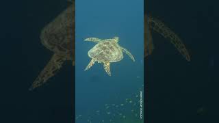 How does bycatch harm endangered species? #shorts