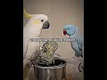 The best parrot talking moment? 💀 #edit  #phonk #shorts  #phonkagressive #brazil