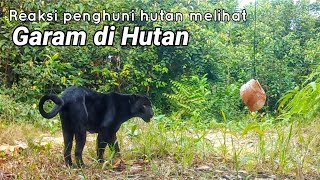 Download lagu Reaksi penghuni hutan melihat garam di hutan | Edisi Hidupan Liar. mp3