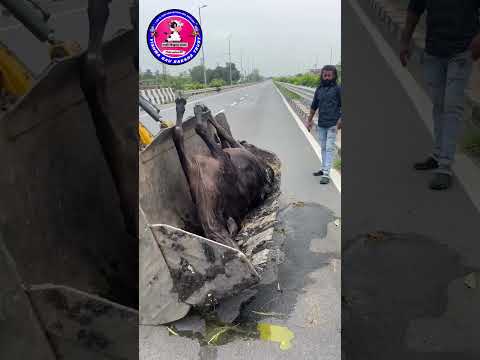 Etawah–Kanpur NH Way पर गौ माता की मौत! | Vishwa Gau Raksha Trust की मौके पर कार्रवाई