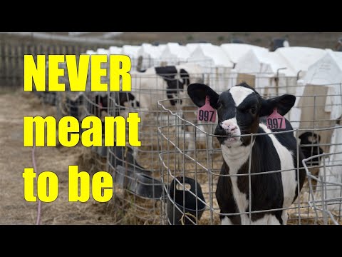 Why cattle and dairy operations at Point Reyes National Seashore?