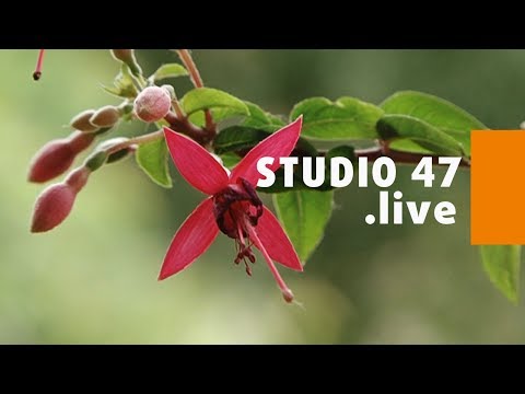 STUDIO 47 .live | AUSSTELLUNG „FUCHSIEN UNTER BUNTEN SEGELN“ IM BOTANISCHEN GARTEN HAMBORN