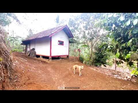 Kampung Kebo Dimana perkampungan Terpencil Yang Jauh Dari Hiruk Pikuk Keramaian Kota