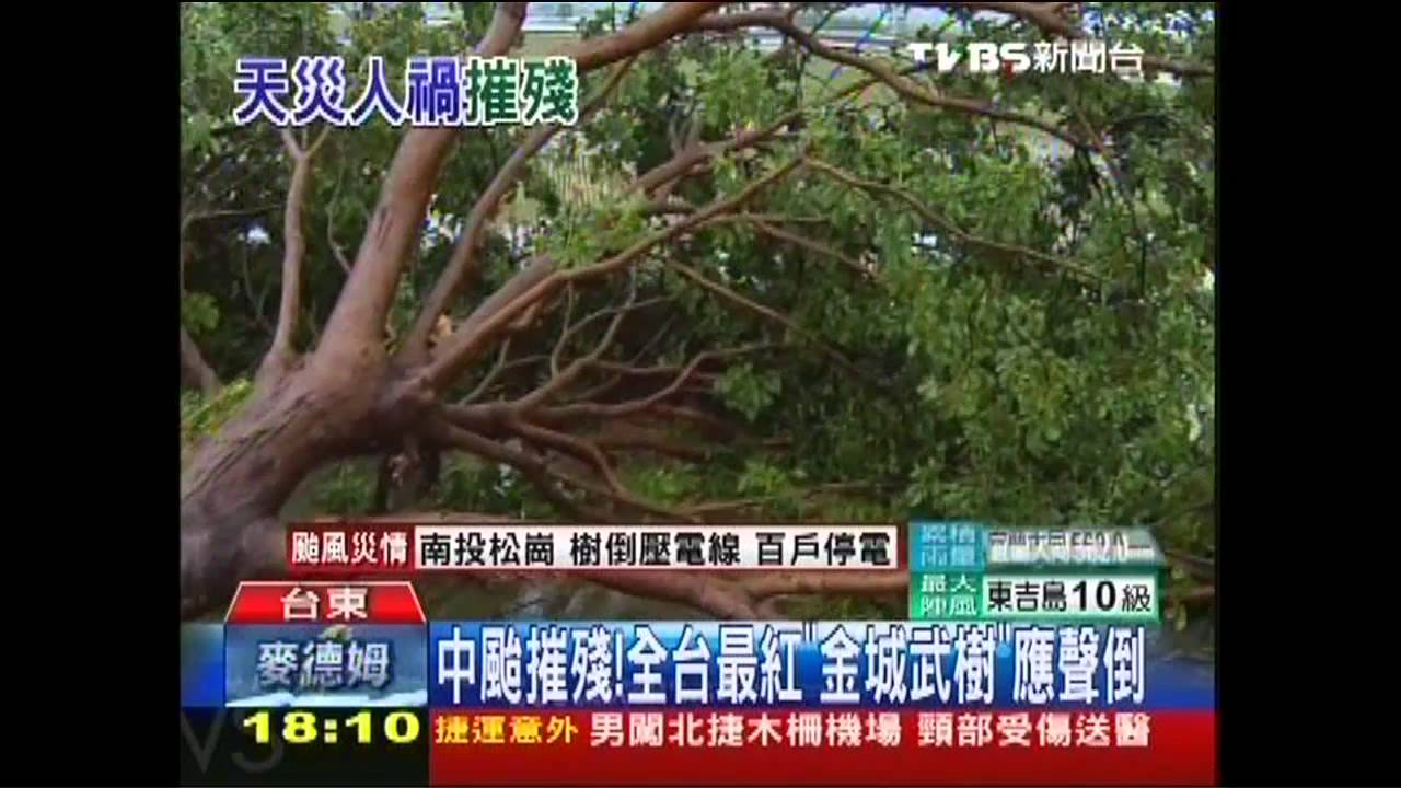 麥德姆撲台/中颱摧殘! 全台最紅「金城武樹」應聲倒