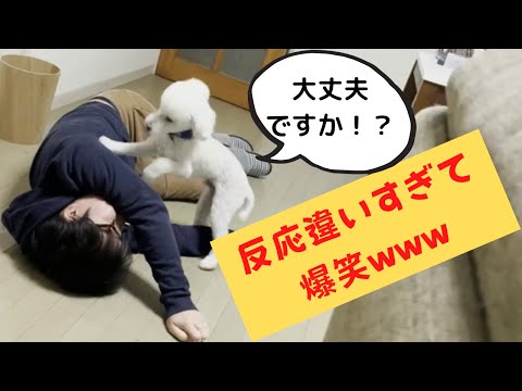 犬に死んだふりを教える方法