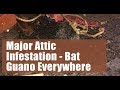 See Massive Piles of Bat Guano - Bat Removal from Attic - Ontario Wildlife Removal Inc. See Massive Piles of Bat Guano - Bat Removal from Attic