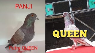 Jalur Gl99 Roket Pilihan Clipja Com