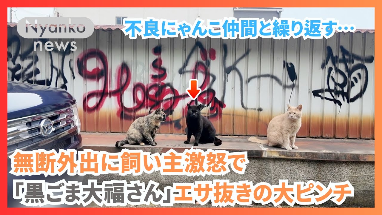 『不良にゃんこ仲間と繰り返す無断外出に飼い主激怒　餌抜きの大ピンチを果たしてどう切り抜ける！？』