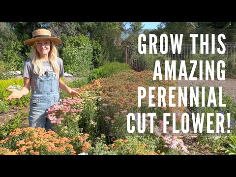 Growing yarrow as a cut flower!