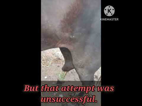 Fracture management in horse with fiberglass cast.