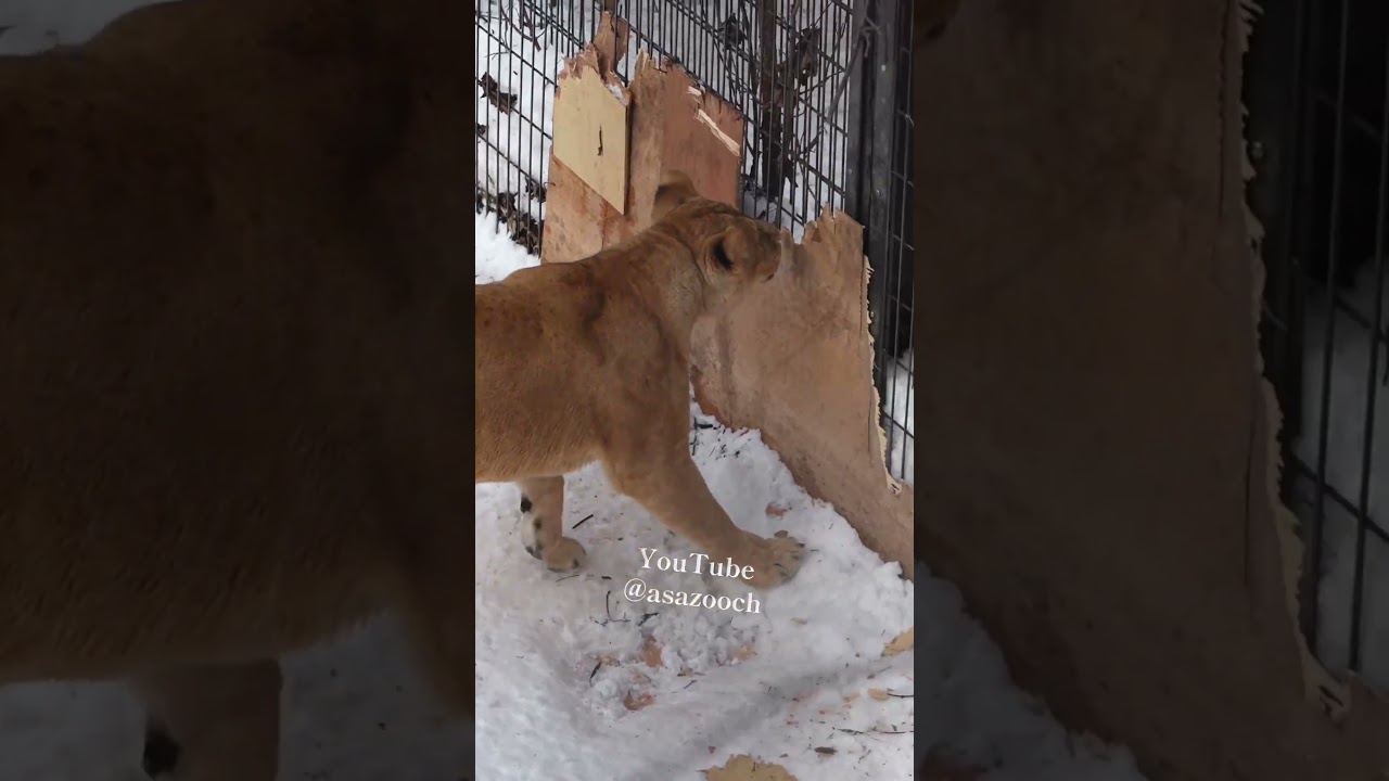 トラに驚いたフウ…その瞬間、母が飛んできた！🦁 “Protective mom” #shorts #lion #cub