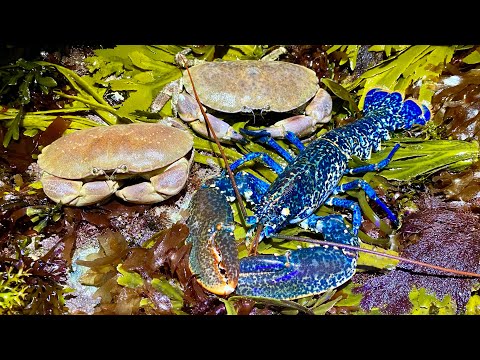 Coastal Foraging - Crabs, Lobster and Rock pooling - Beach Fire Cookup