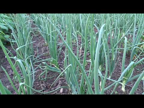 Odc. 269 Uprawa cebuli z nasion 2021 #2