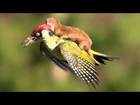 Caught on camera - Weasel, woodpecker piggyback