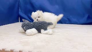 マルチーズの動画01