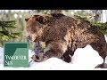 A Bear Y Good Morning