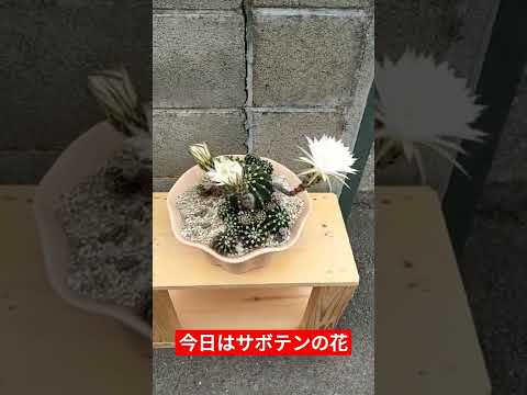 イースターサボテンはいつ、どのように切るのですか？この春の3つの簡単な繁殖方法  庭園